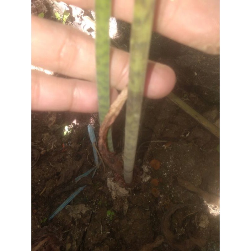 Alocasia sp