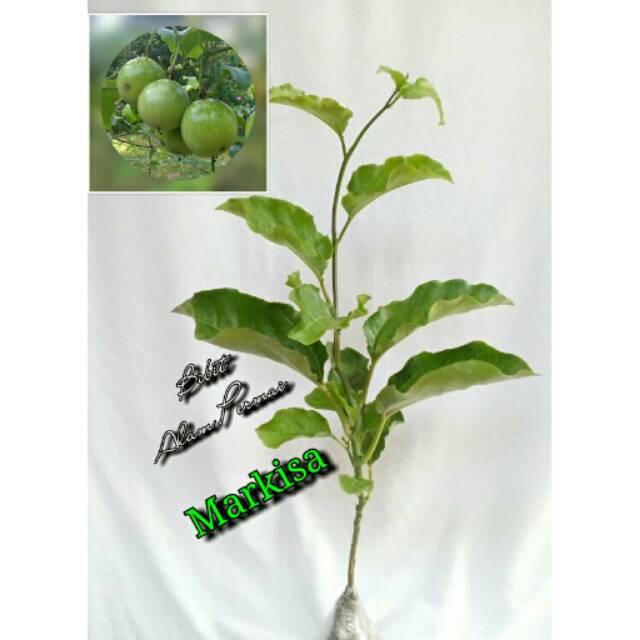 Bibit Tanaman buah Markisa