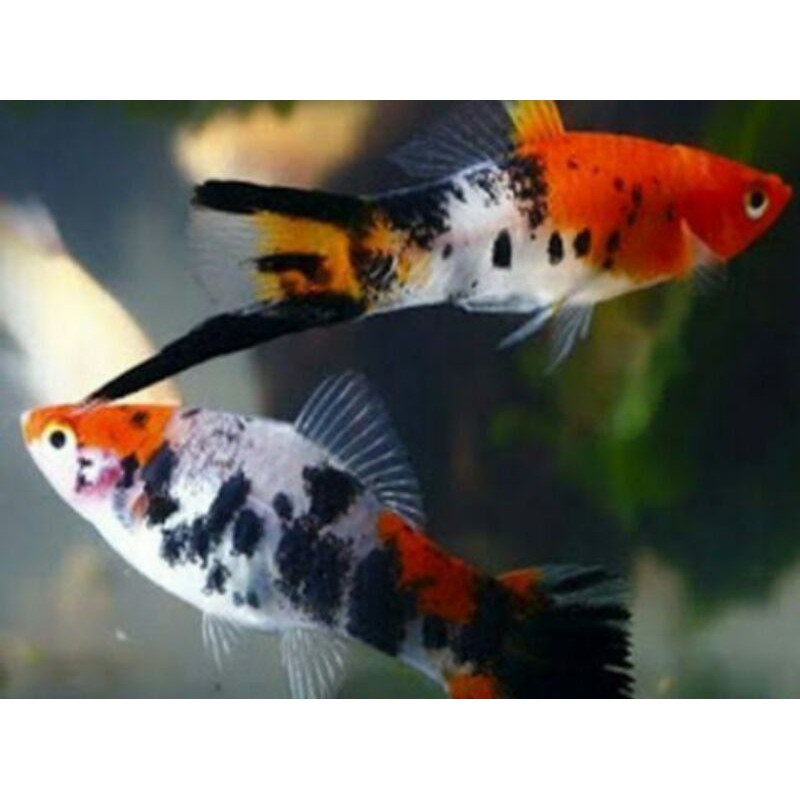 platy sanke