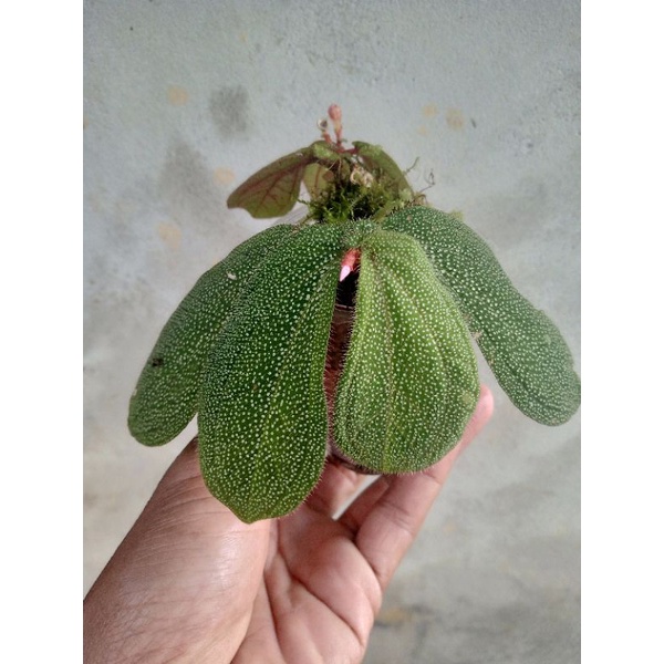 sonerila sp