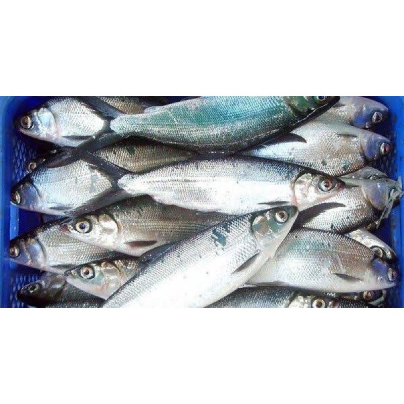 BANDENG SEGAR 500gr
