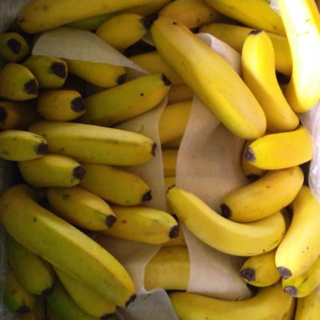 Pisang cavendish sunpride protolan