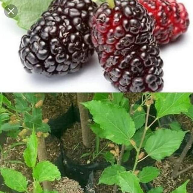 Bibit Buah Murbei