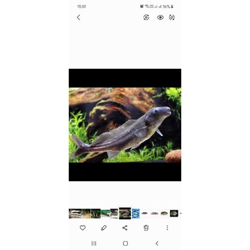 ikan dolfin air tawar