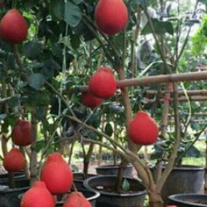 Bibit Jeruk Pamelo Merah Super