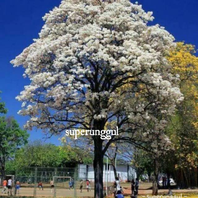 Bibit sakura tabebuya putih