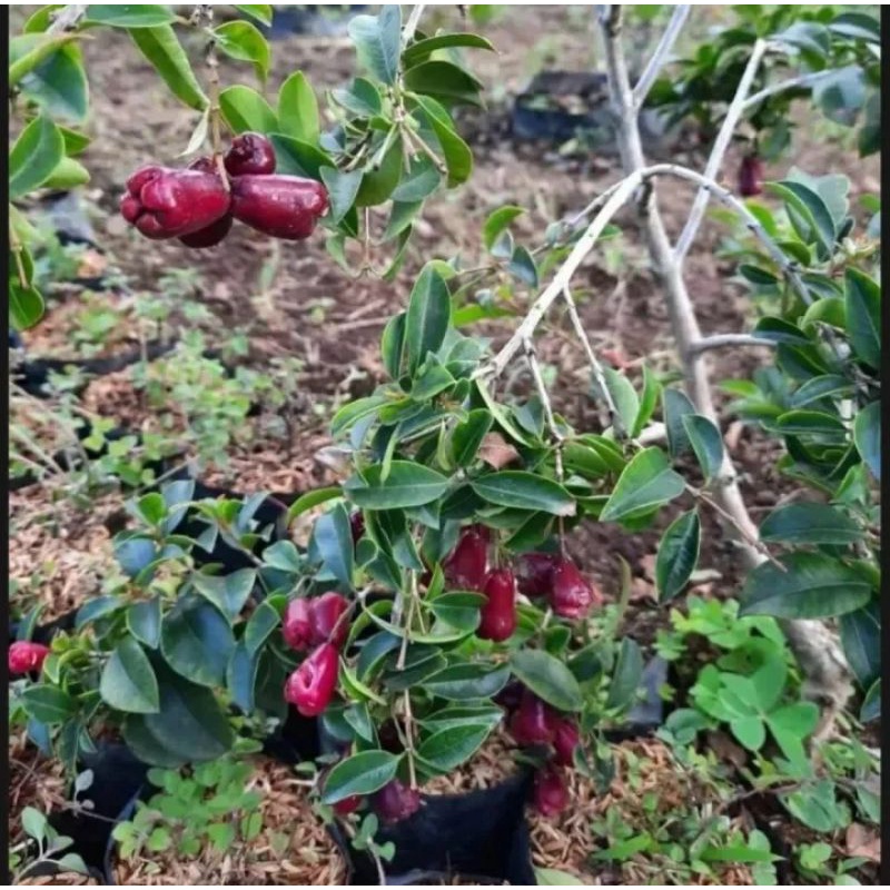 bibit jambu lilipili