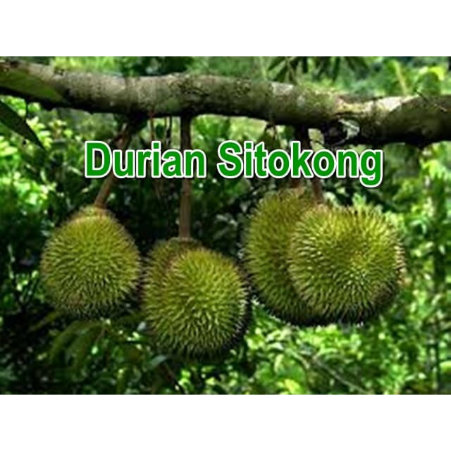 DURIAN SITOKONG