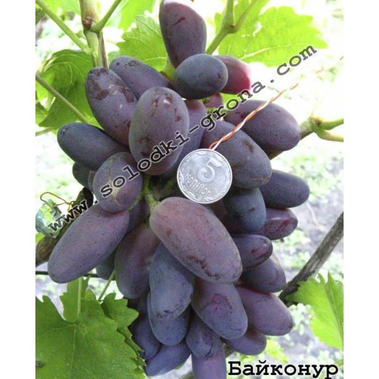 bibit anggur import baikonur #_*