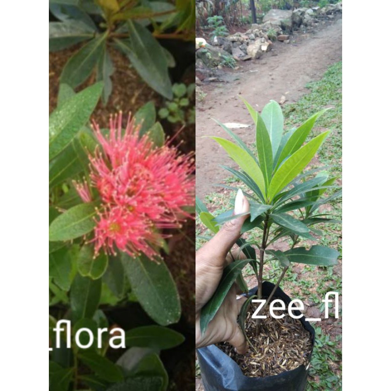 pohon santos lemon