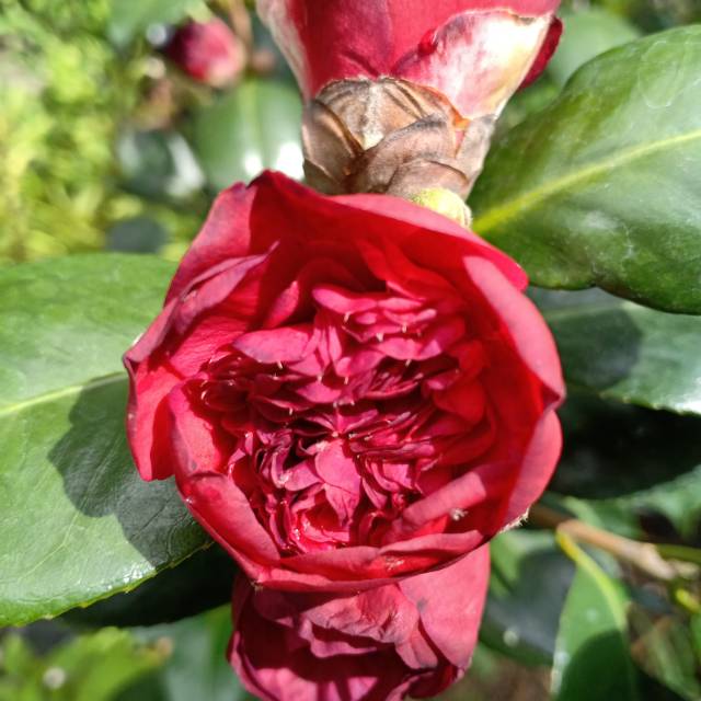 Bunga camelia