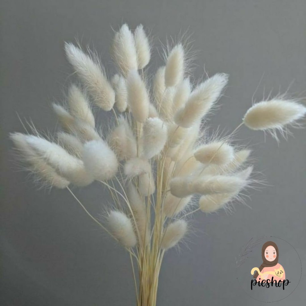 Bunga Kering BUNNY TAIL / LAGURUS / BUNGA BULU