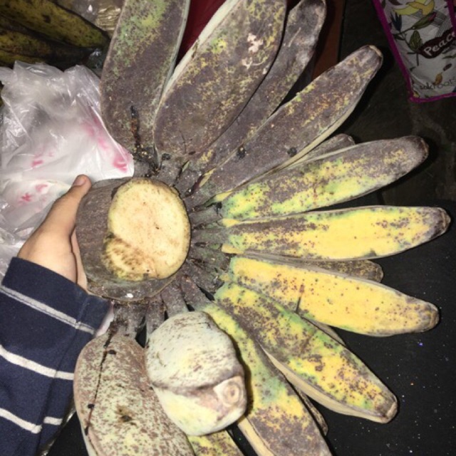 Pisang kepok persisir