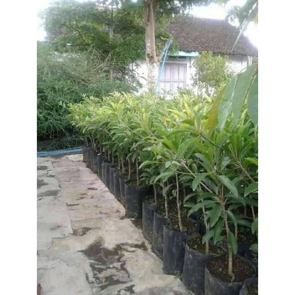Bibit Sawo Mntimun