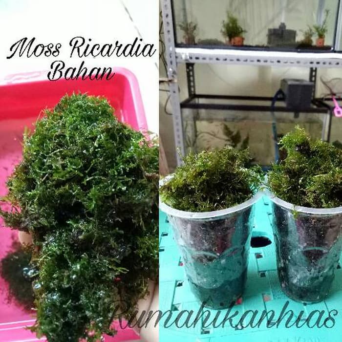 Tanaman aquascape moss ricardia