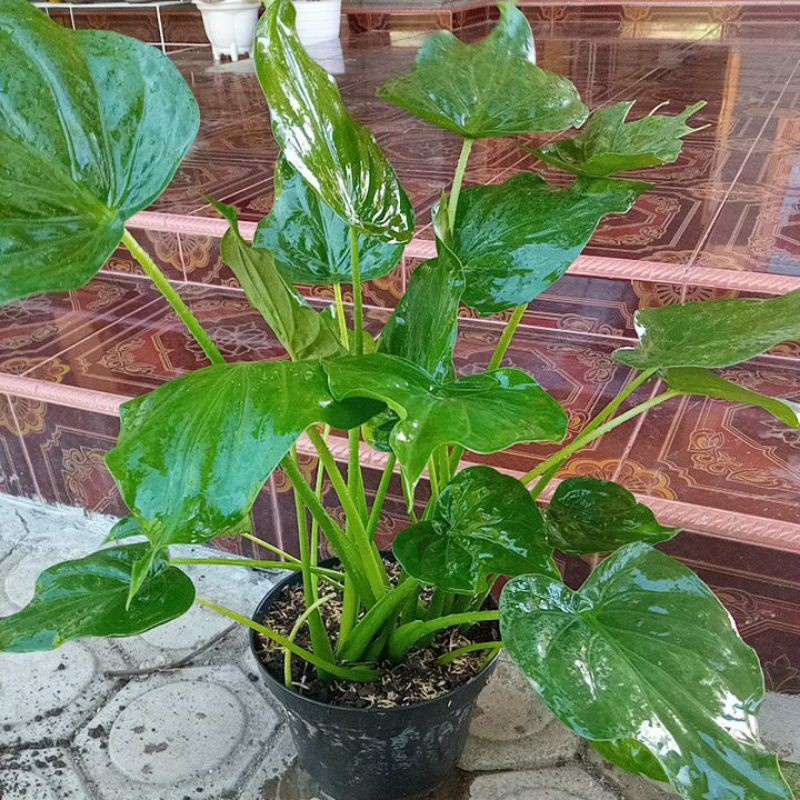 keladi culculata/sundul langit