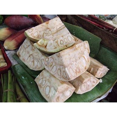 Nangka muda