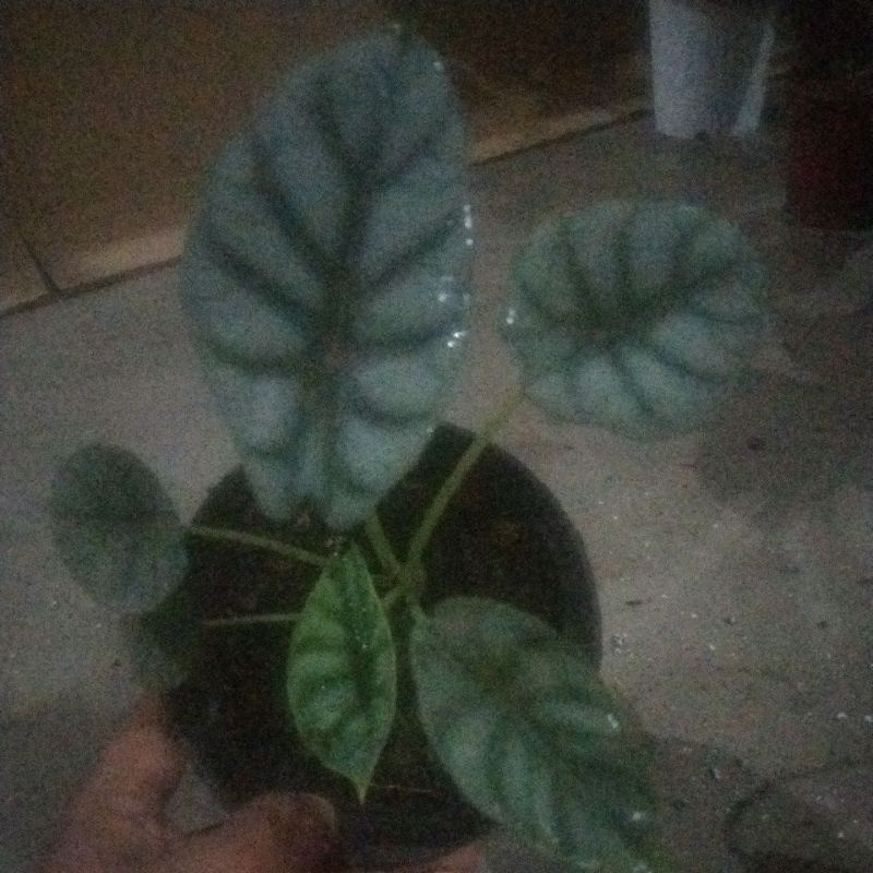keladi tengkorak