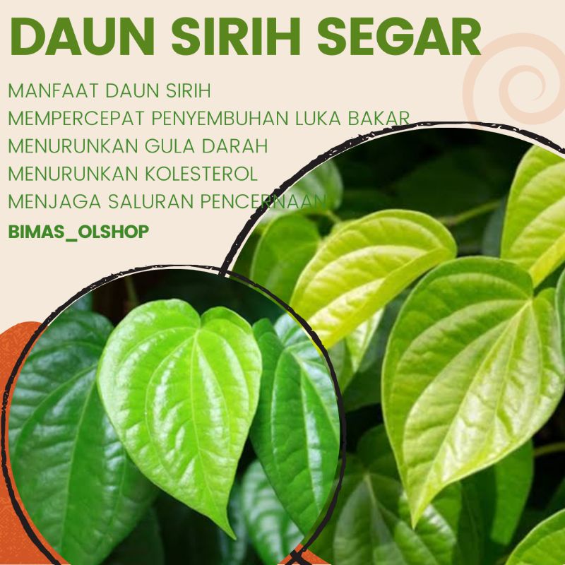 DAUN SIRIH alami/50 lembar