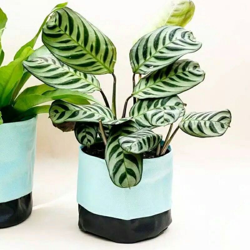 calathea stromata