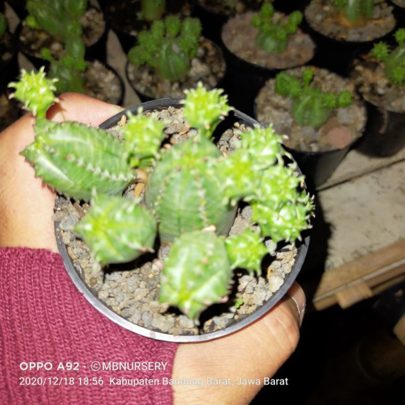 kaktus obesa claster onroot