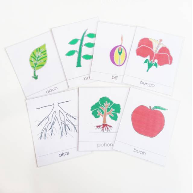 3 PART CARD BOTANI