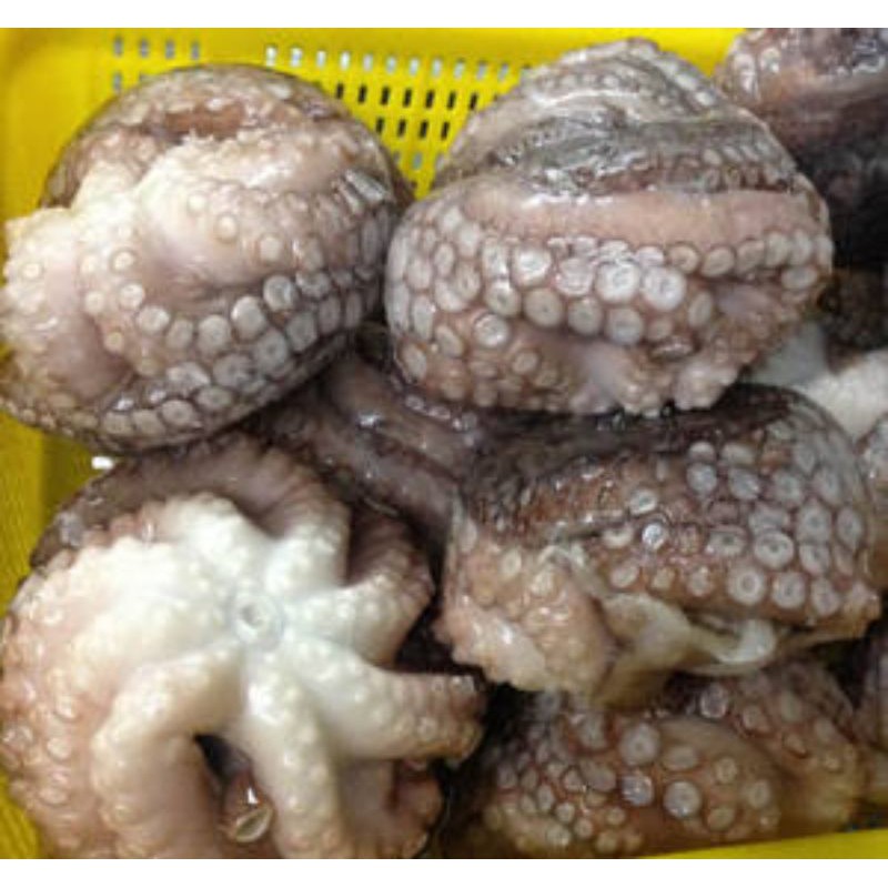 Gurita Jumbo