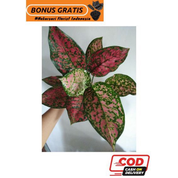 (COD) Red Venus Lokal