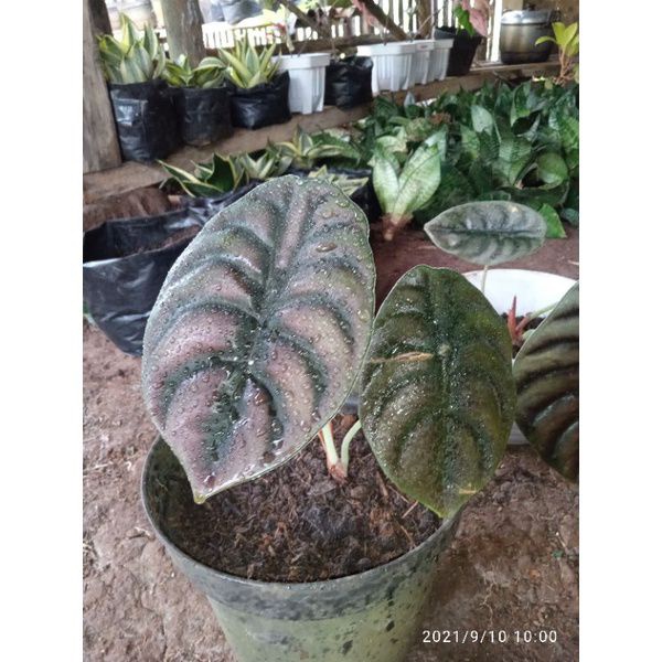 Alocasia Cuprea