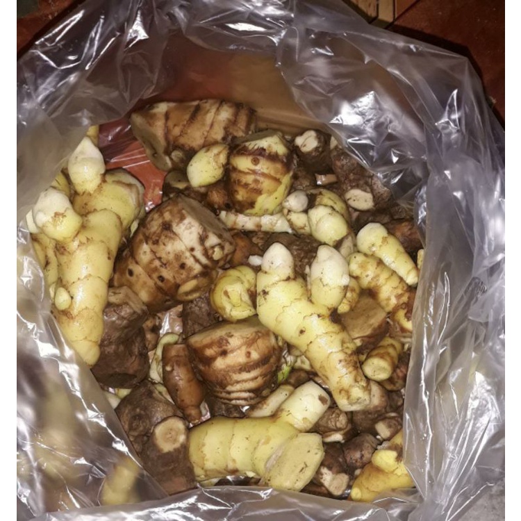 Terlaris  Kunyit Putih segar