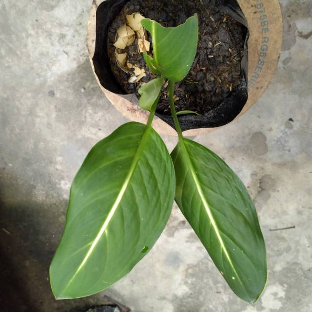 Aglaonema tondum