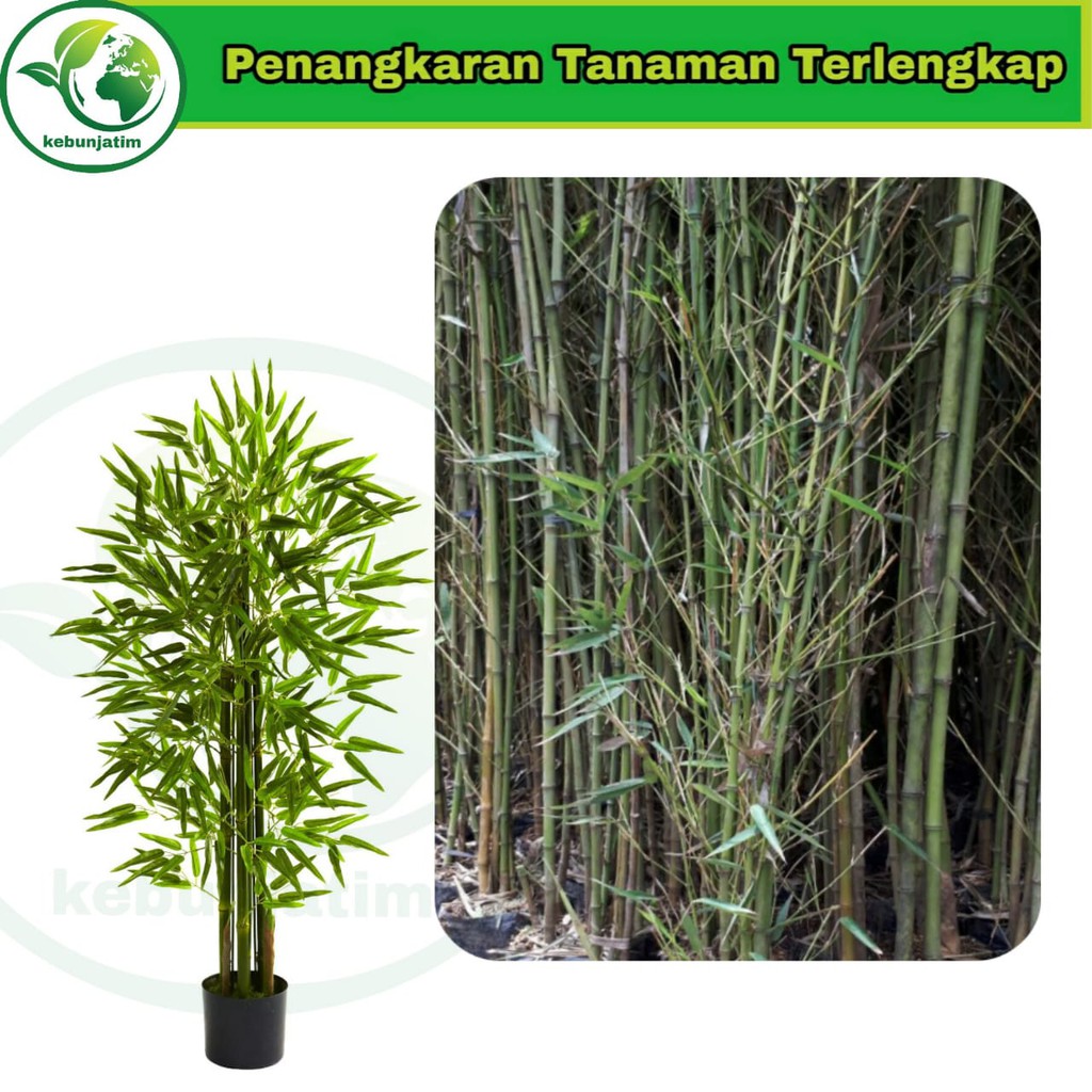 Tanaman hias bambu mini