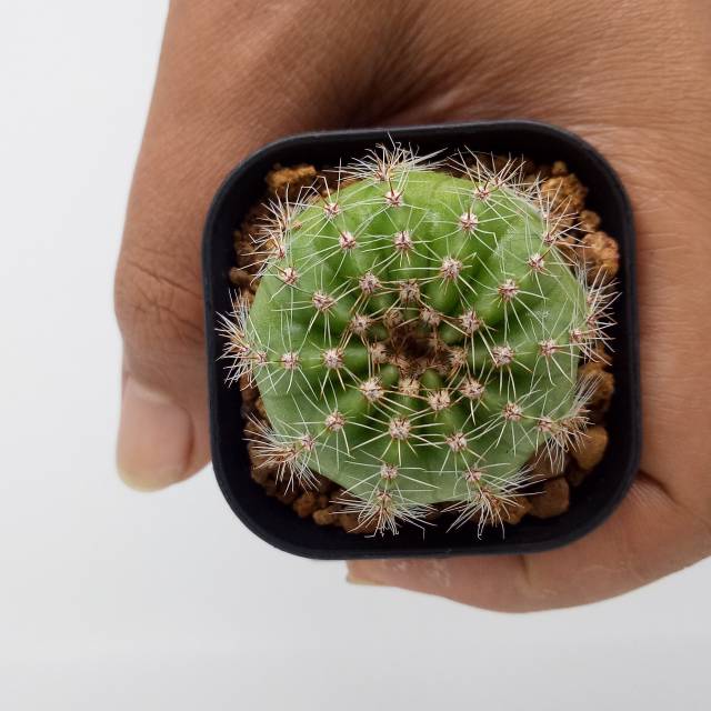 Kaktus echinopsis onroot