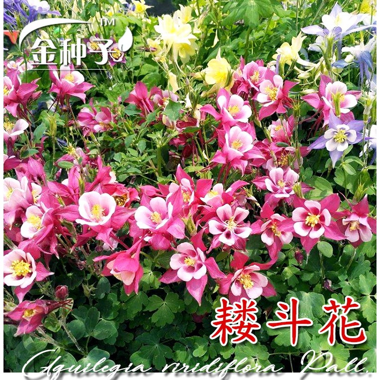 Benih Bunga Columbine18 biji