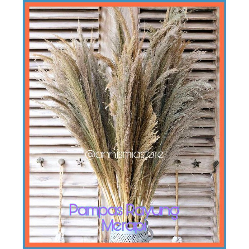 NEW#PAMPAS JUMBO SUPER