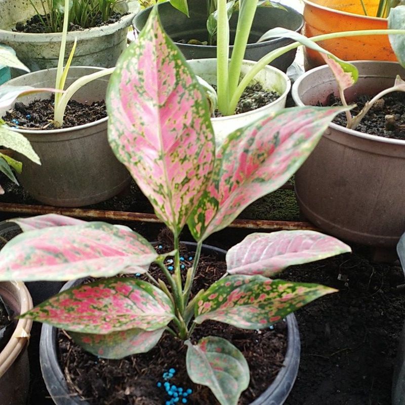 aglonema red king remaja