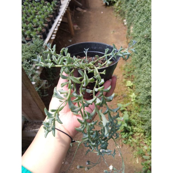 String of dolphin