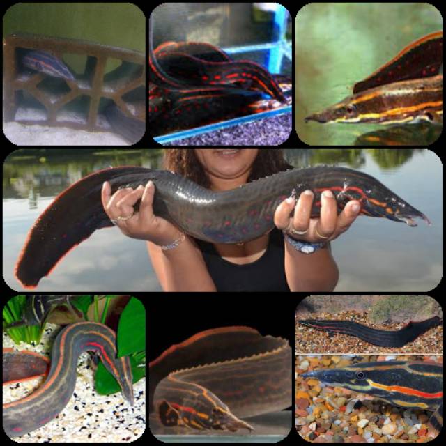 Ikan sili api/ fire eel untuk aquarium