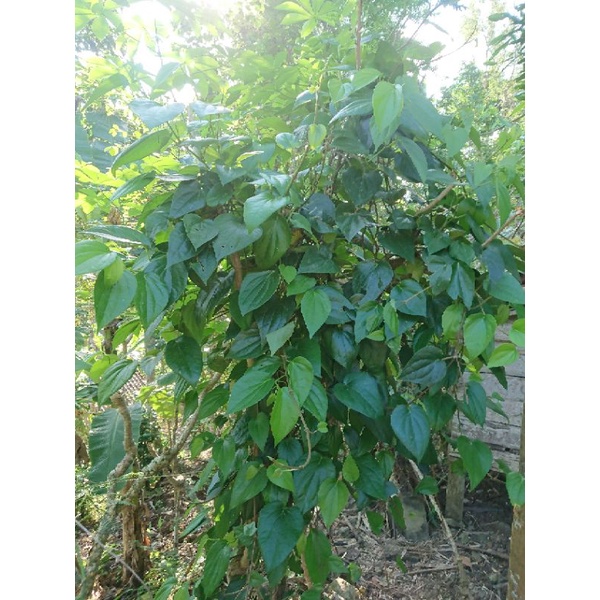 Daun sirih