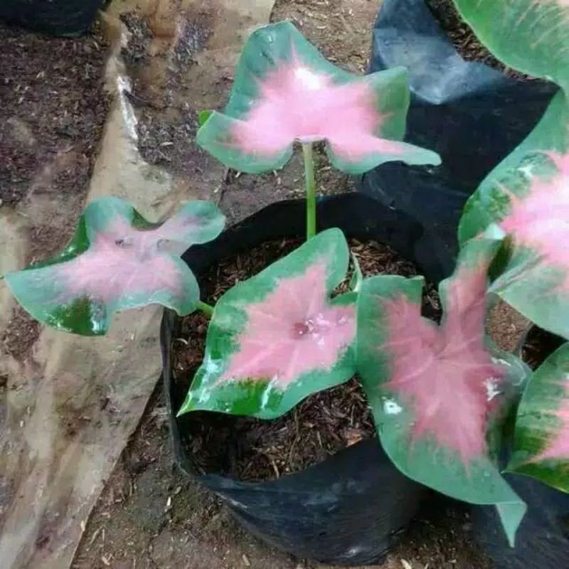 caladium pink love