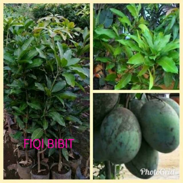 Bibia mangga manalagi