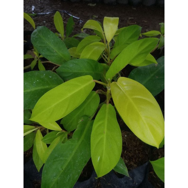 Philodendron Lemon