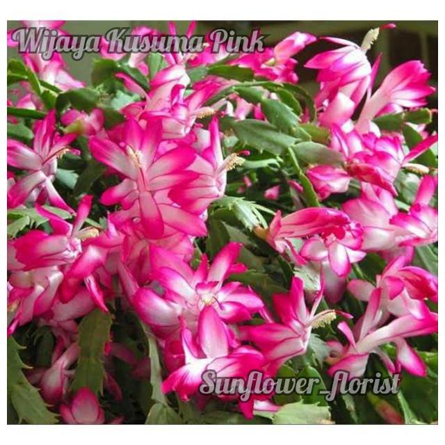 Bunga Wijaya Kusuma Pink