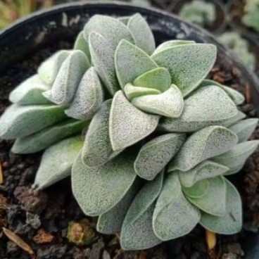 crasula morgan beauty