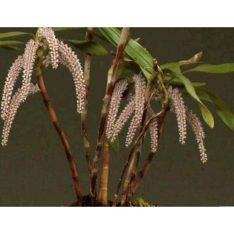 Eria Multiflora