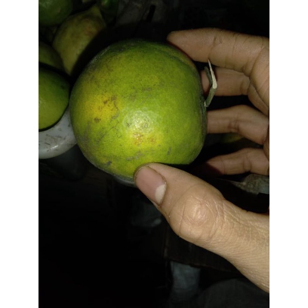 Jeruk/Rimo Malem