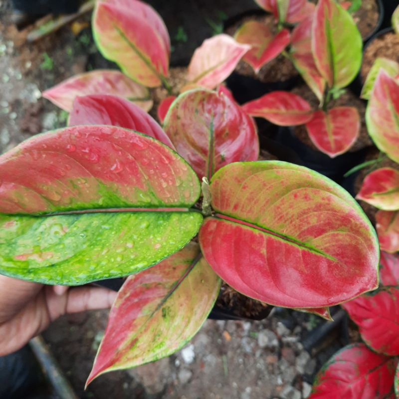 Aglonema Ayunindi