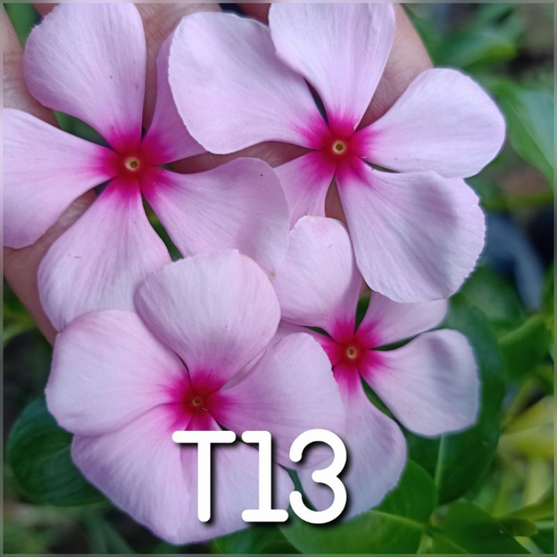 Vinca tegak T13