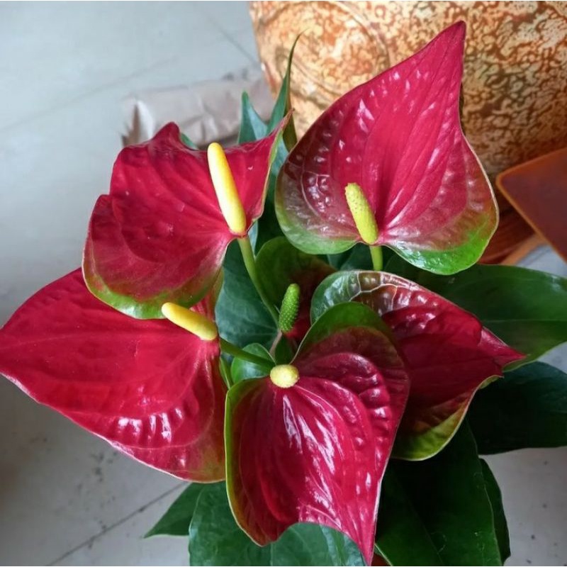 anthurium bunga