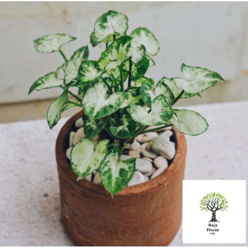 Syngoniun Mini Green White